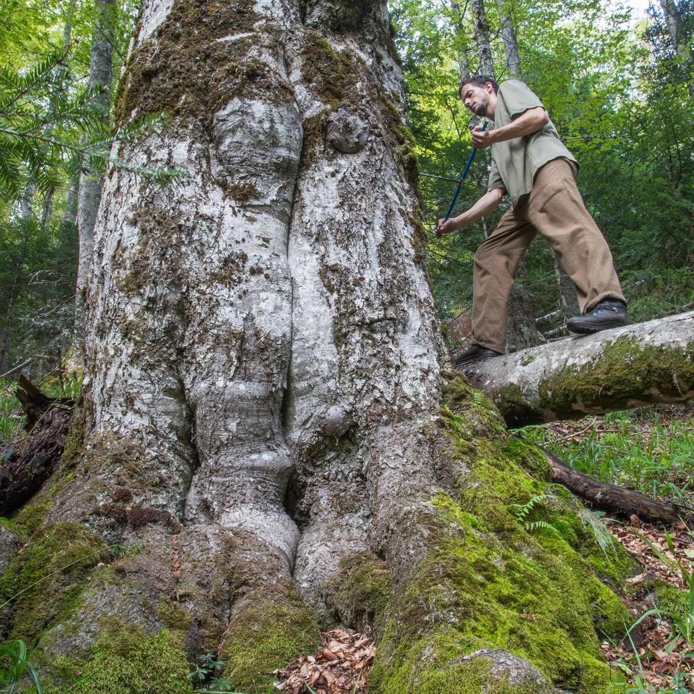 Ondrej Kameniar: Miznúci svet európskych pralesov (online prezentácia)