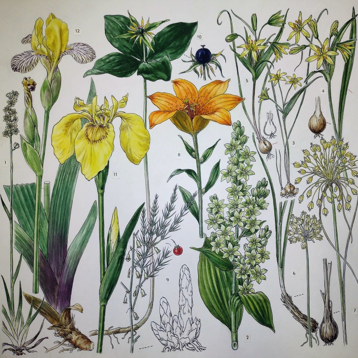 Príroda vášho detstva. Flóra a fauna v ilustráciách Jindřicha Krejču